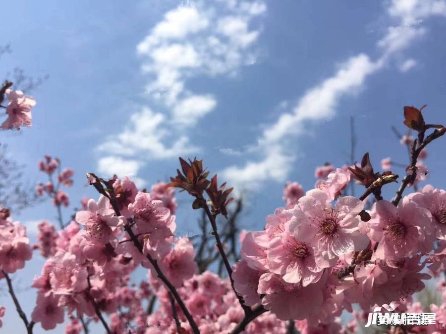 和扬翠湖美墅实景图图片