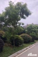 宇龙湖畔花园实景图图片