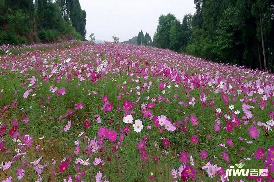 航城丽都配套图图片