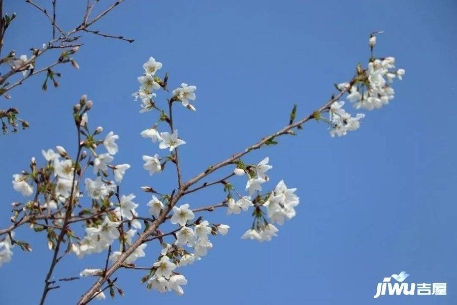 甲壳虫实景图图片