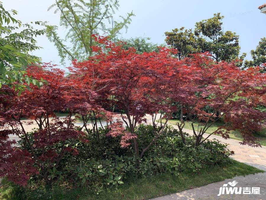 康大江山樾实景图图片