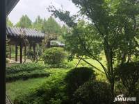 绿城海棠印月实景图图片