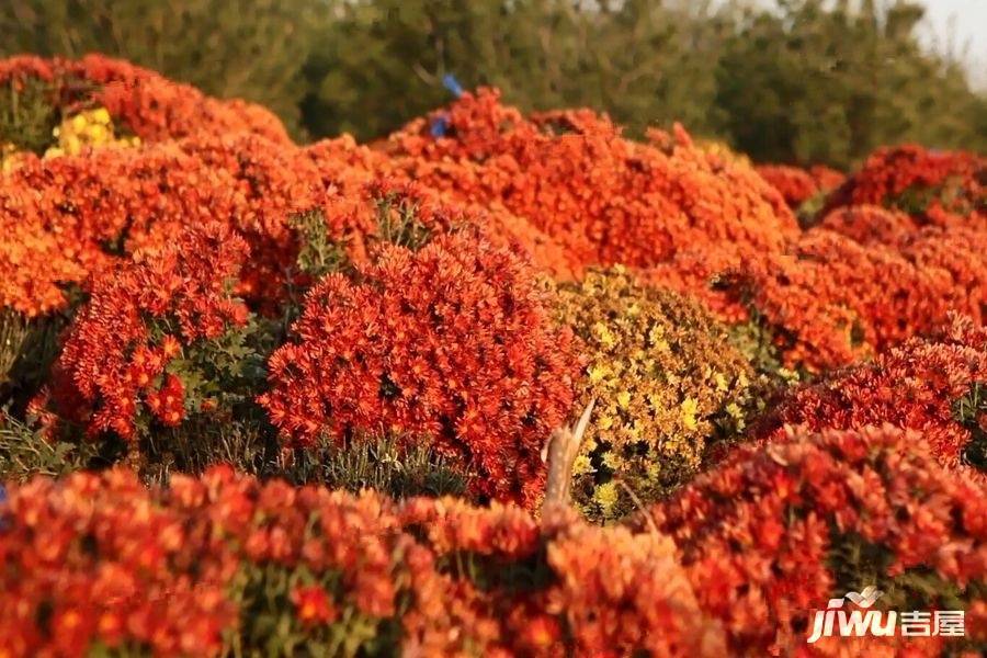 滨河江山墅配套图图片