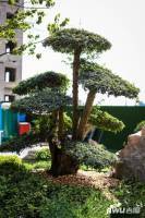 国宏立泰桂花园实景图图片