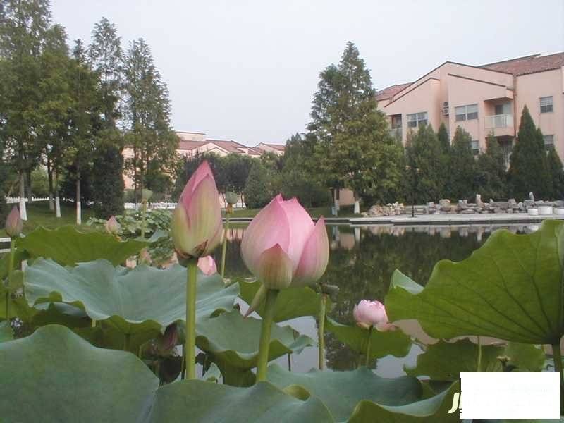 丽京花园公寓实景图图片