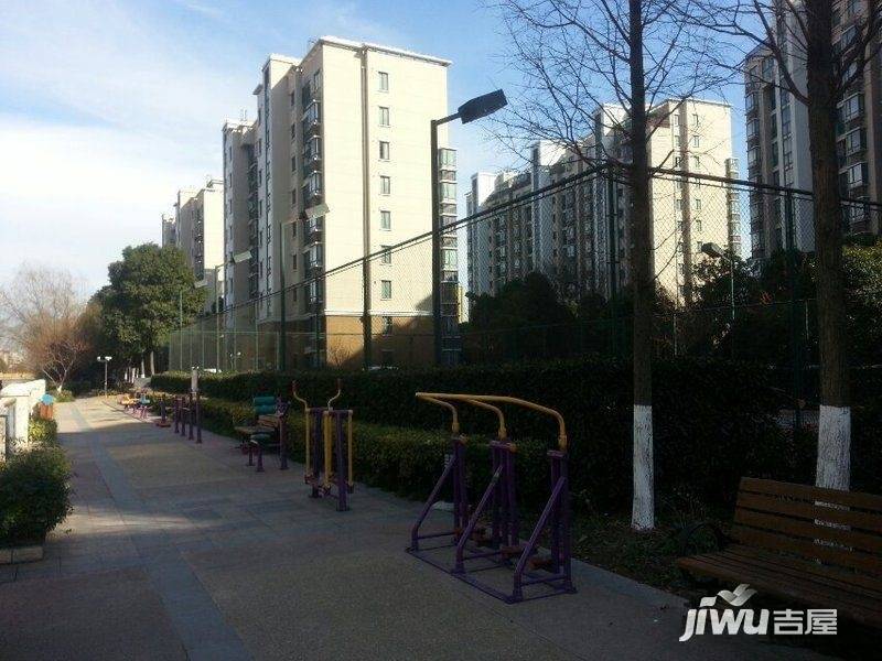 玫瑰99实景图图片