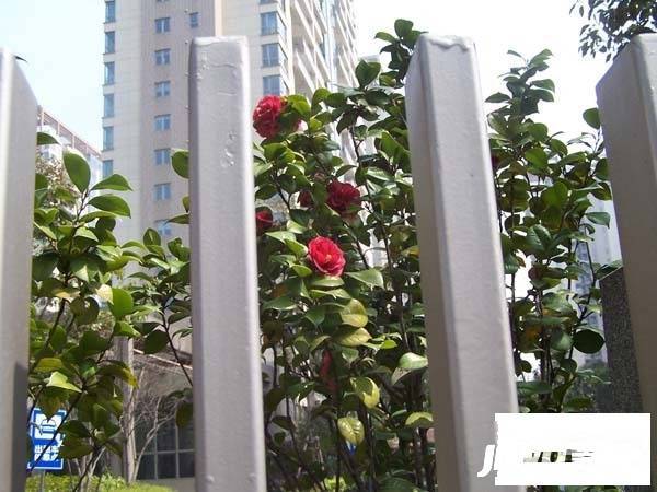 仁恒河滨城二期实景图图片