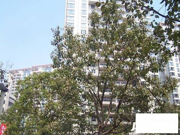 仁恒河滨城二期实景图图片