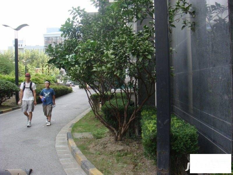 天科苑实景图图片