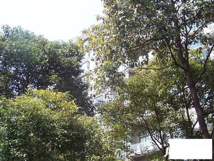 第九城市实景图图片