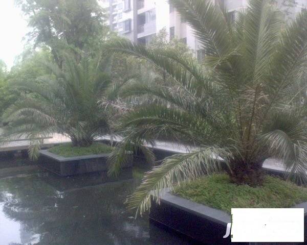 香梅花园三期实景图图片