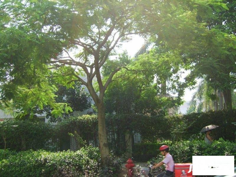 华侨新村(南山)实景图图片