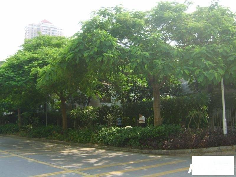 华侨新村(南山)实景图图片