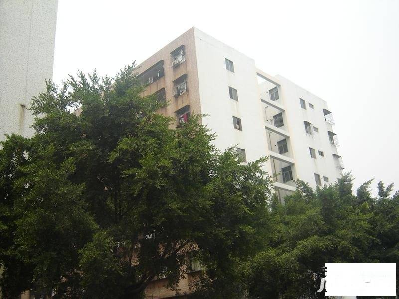 华安苑(宝安)实景图图片