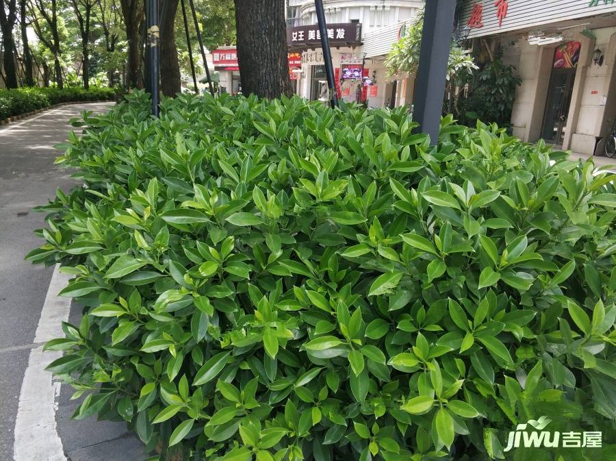 万科金色领域二期实景图图片