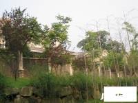九月森林别墅实景图图片
