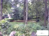丹桂花园实景图图片