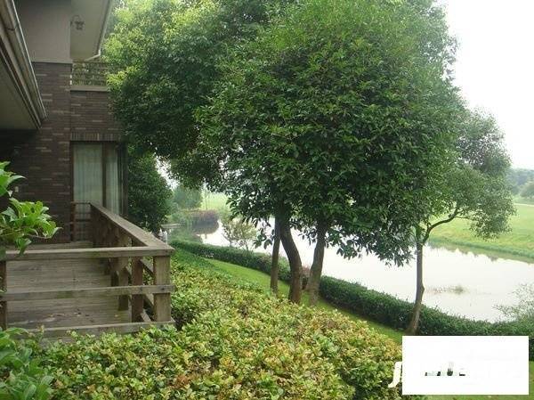 南都西湖高尔夫别墅实景图图片