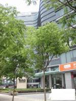杭州国际商务中心实景图图片