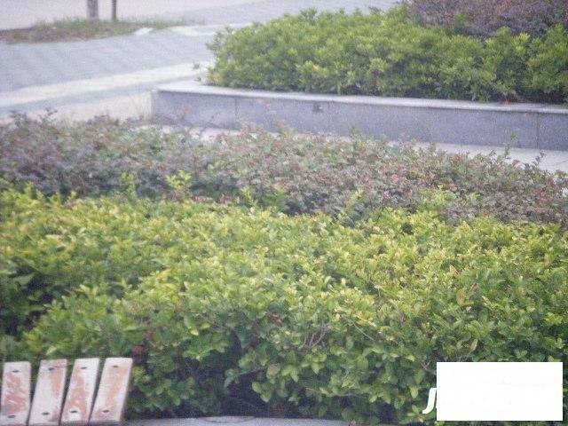 汉口花园淡莲轩实景图图片
