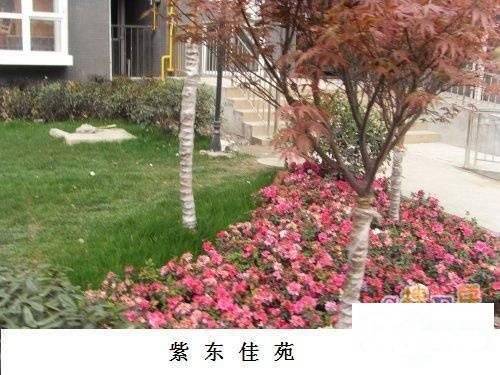 双桂花园一期实景图图片