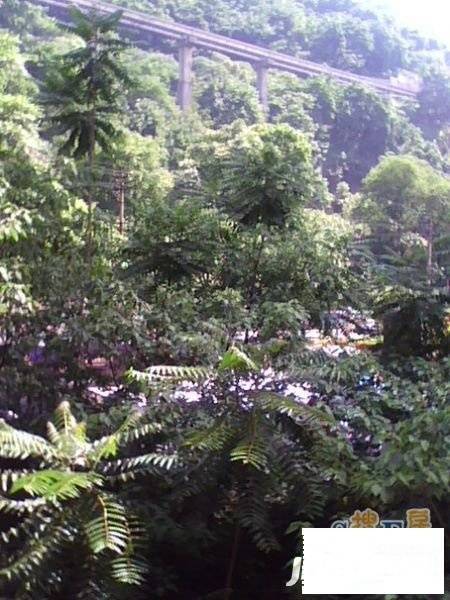 畔江楼实景图图片