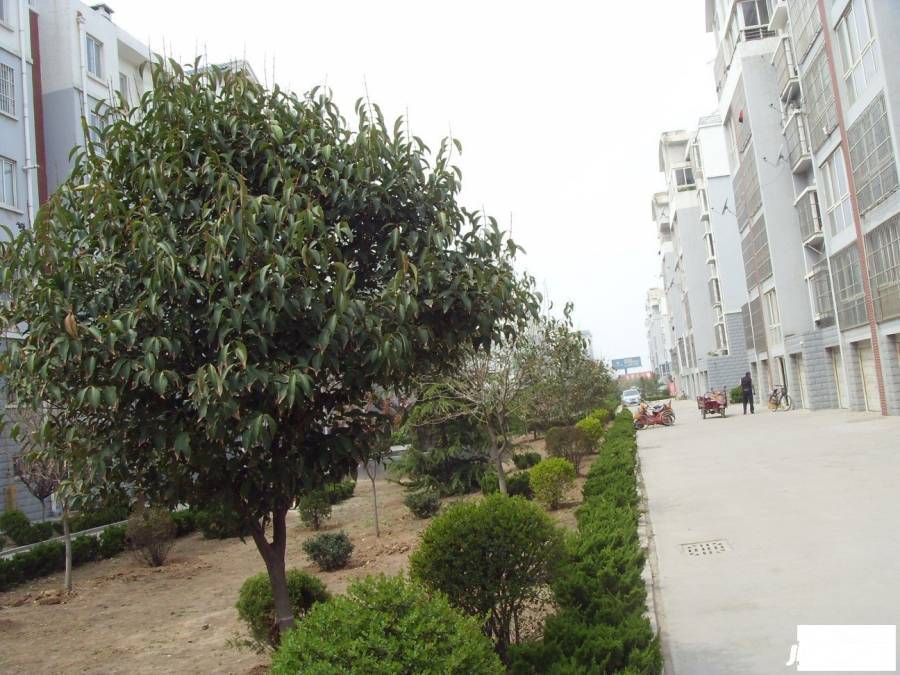西元庄六期实景图图片