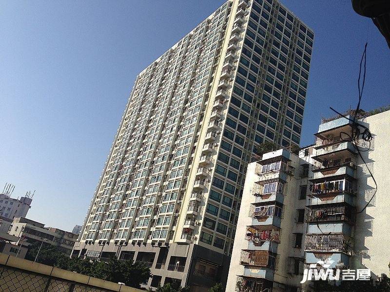 茉莉花开实景图图片