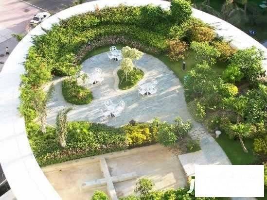 茉莉花开实景图图片