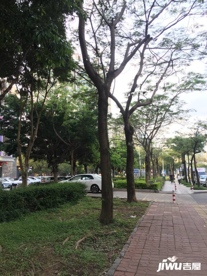 茉莉花开实景图图片