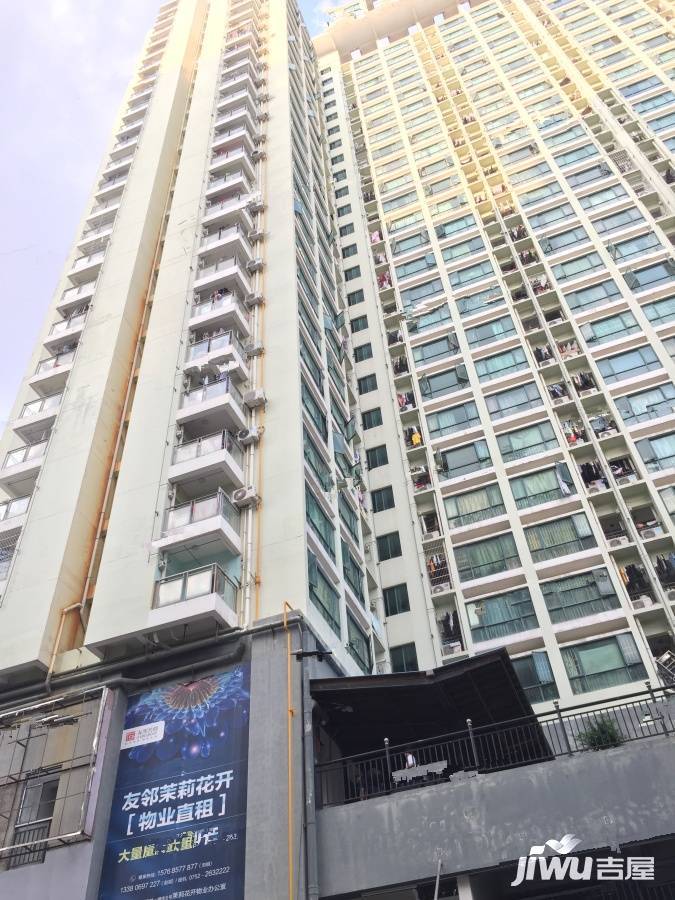 茉莉花开实景图图片