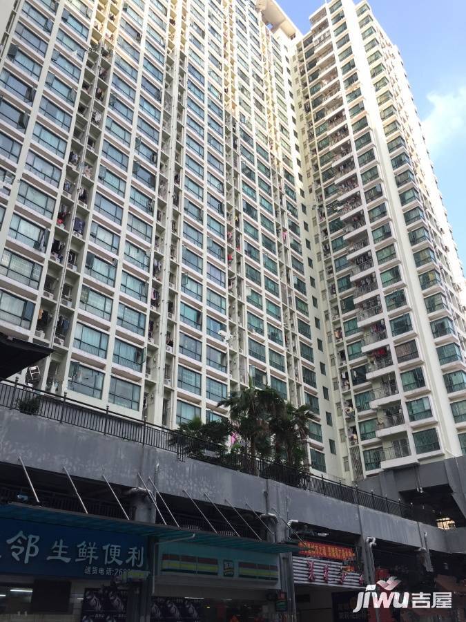 茉莉花开实景图图片