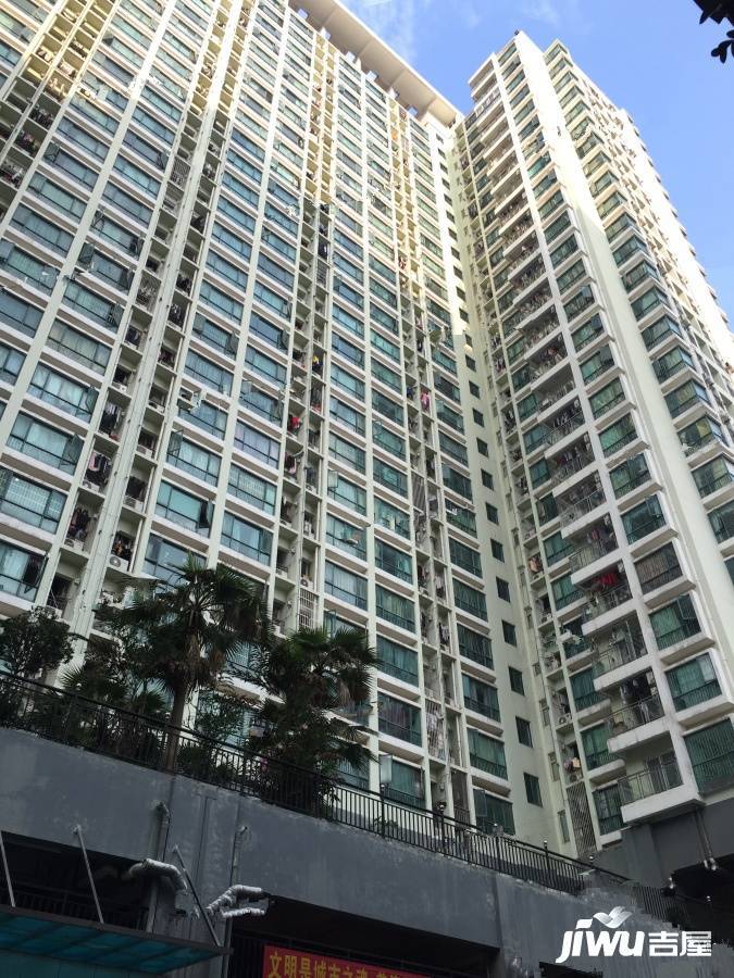 茉莉花开实景图图片