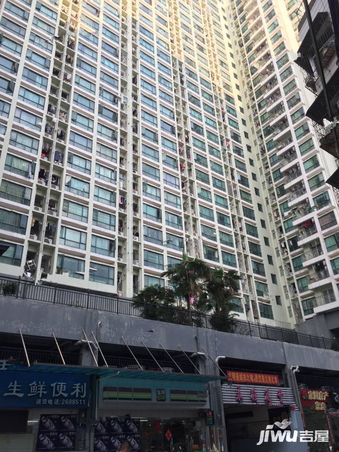 茉莉花开实景图图片