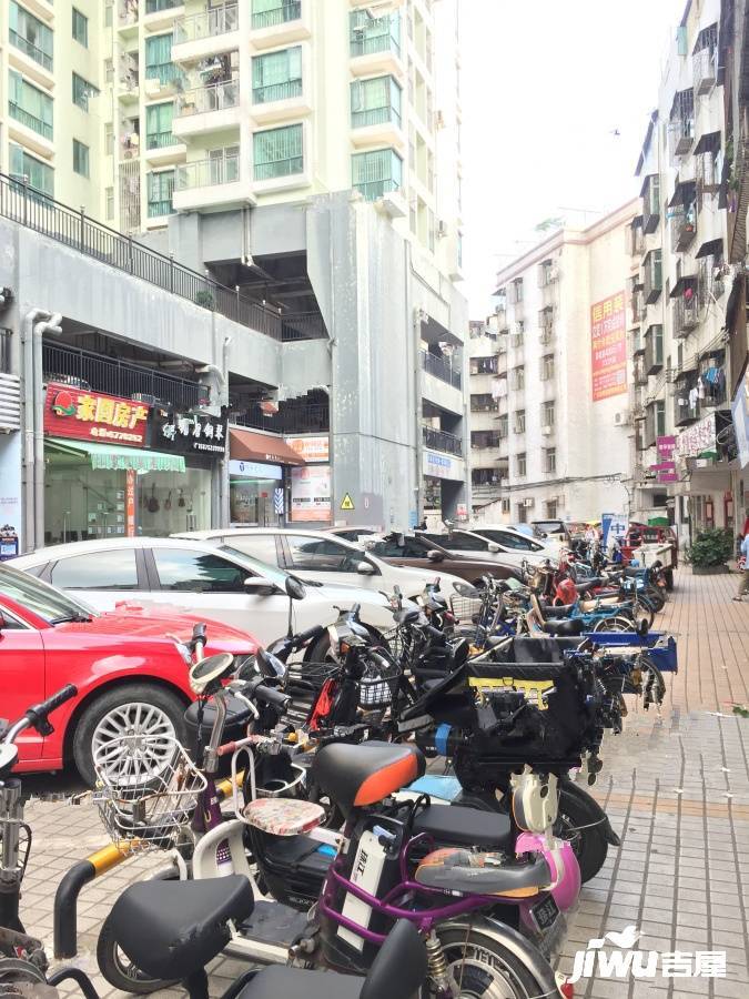 茉莉花开实景图图片